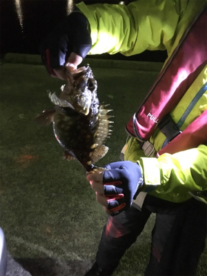 新年初アジング