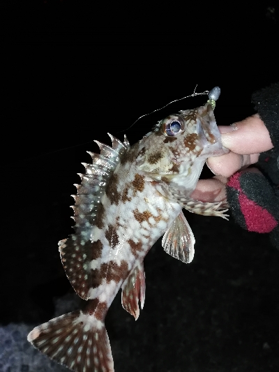 ドシャローにまさかのええメバル