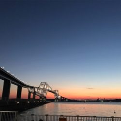 連日のシーバス