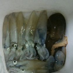 ヒイカエギング