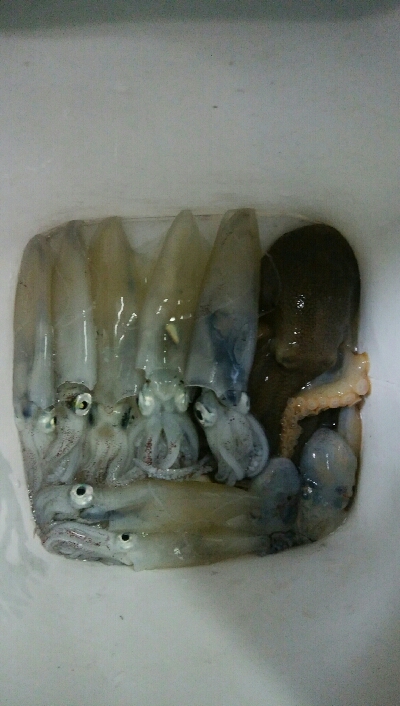 ヒイカエギング