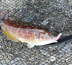 メバリング朝マズメ釣行