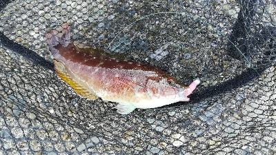 メバリング朝マズメ釣行