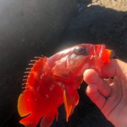 ウィンターロック