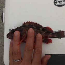 小エビとパワーイソメ