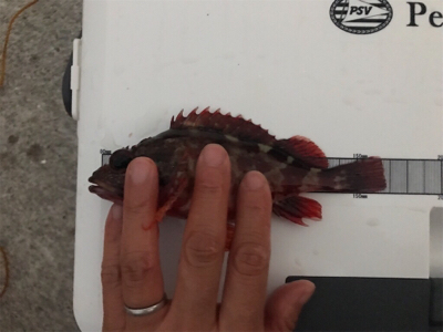 小エビとパワーイソメ