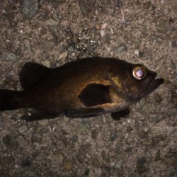 メバルプラッキング