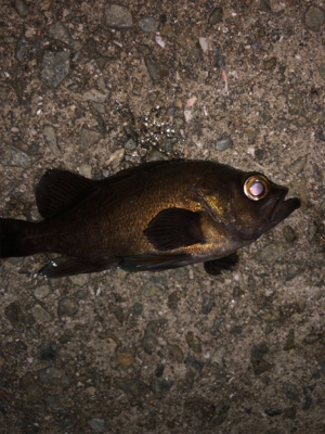 メバルプラッキング