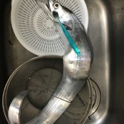 太刀魚テンヤ  洲本沖