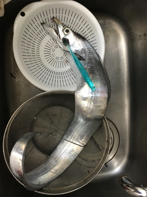 太刀魚テンヤ  洲本沖