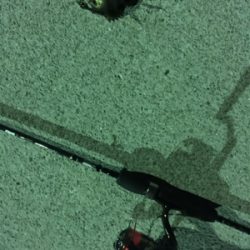 小メバルばかり