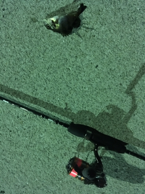 小メバルばかり