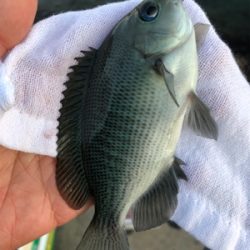 まったり堤防フカセ♪