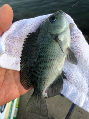 まったり堤防フカセ♪