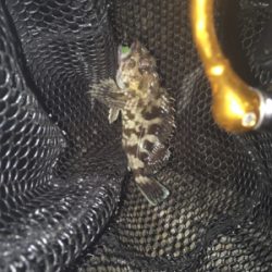 今日もマスビートブチ曲がり