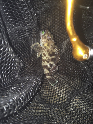 今日もマスビートブチ曲がり