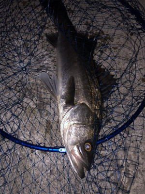 ついにアミパターン攻略