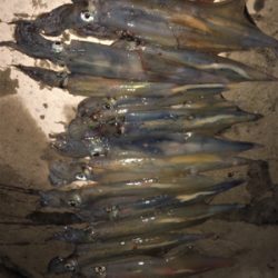 ヤリイカ入れ食い