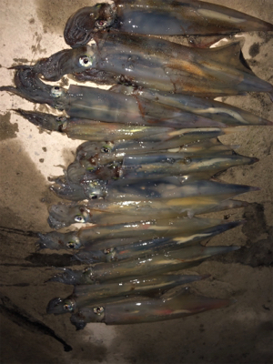 ヤリイカ入れ食い