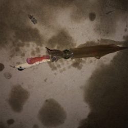 ヤリイカ入れ食いならず…