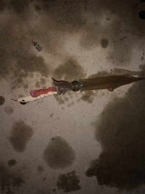 ヤリイカ入れ食いならず…