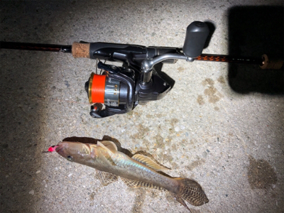 アジ狙いもメバル、ガシラ