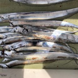 今年初タチウオ