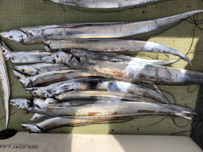 今年初タチウオ