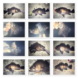 貝塚メバリング！サイズ、数ともに良し(^^)