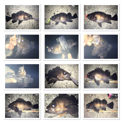 貝塚メバリング！サイズ、数ともに良し(^^)