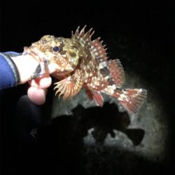 ガシラは裏切らない