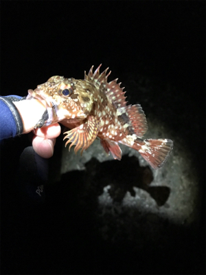 ガシラは裏切らない