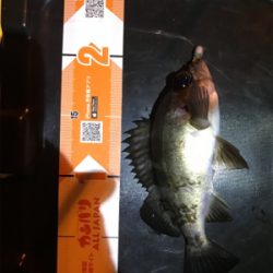 御所浦ライトゲーム②