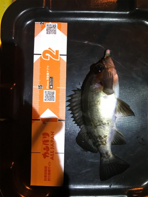 御所浦ライトゲーム②