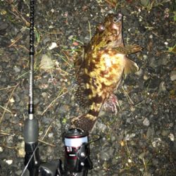 尺メバルを探して