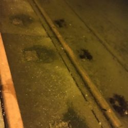 久々のアジと嬉しい外道