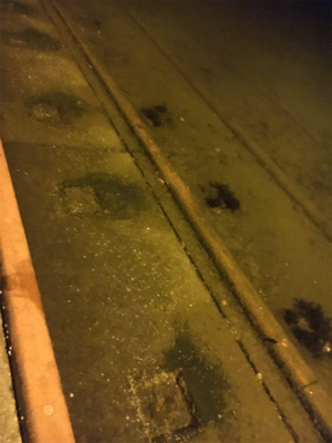 久々のアジと嬉しい外道