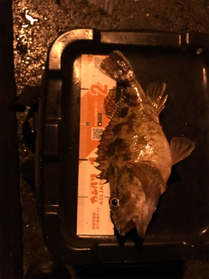 御所浦ライトゲーム最終日