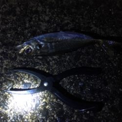 アジングゲーム