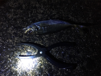 アジングゲーム