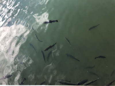 引きの良いトラウト