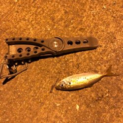 ナイトアジング