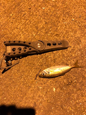 ナイトアジング