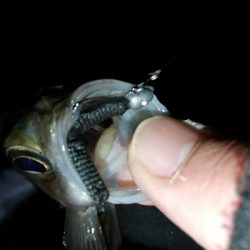 極寒爆風メバリング