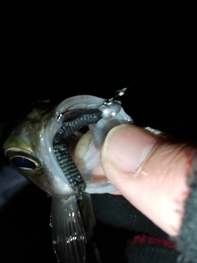 極寒爆風メバリング