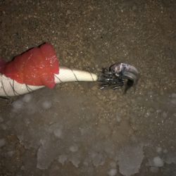 極寒のヤリイカ