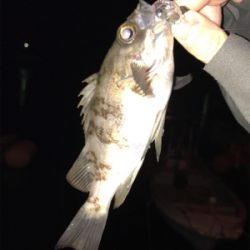 栖本港でライトゲーム①