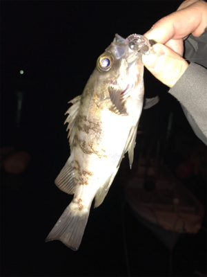 栖本港でライトゲーム①