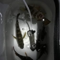 楽しいメバリング