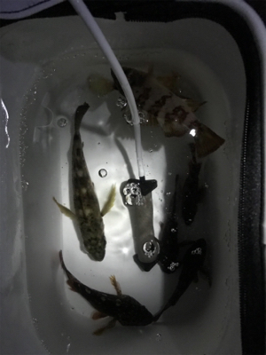 楽しいメバリング